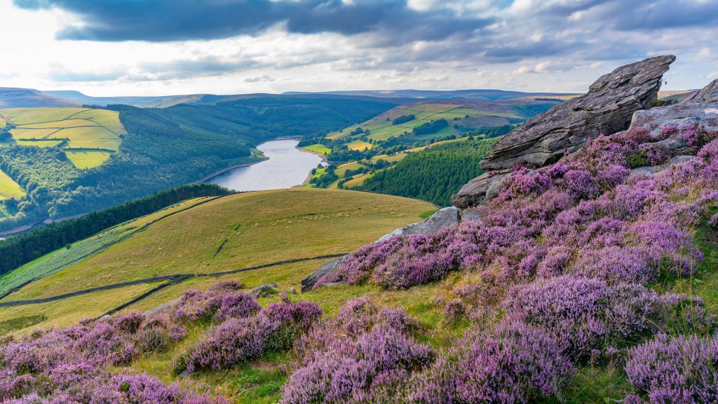 Purple heather on Derwent Edge, Peak District National Park, Derbyshire, England, UK