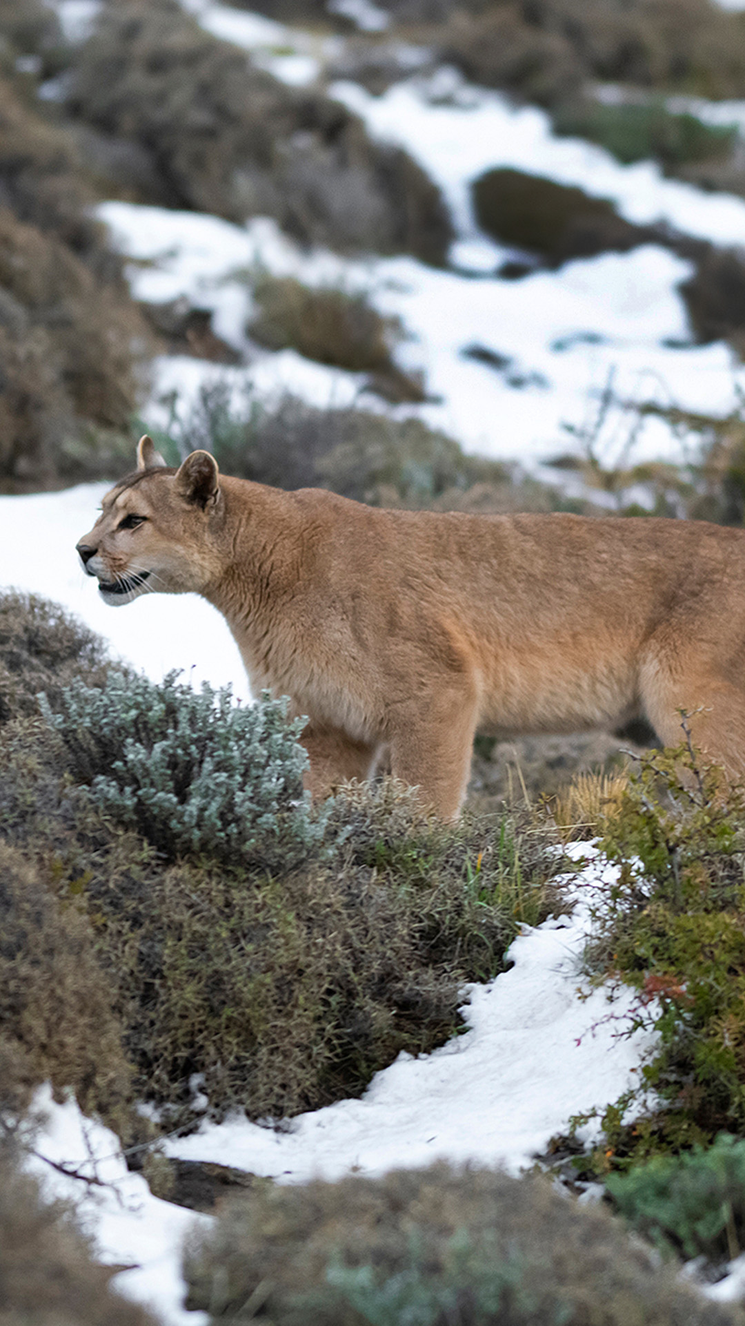 Puma Walking In Mountain Environment Torres Del Paine National Park 