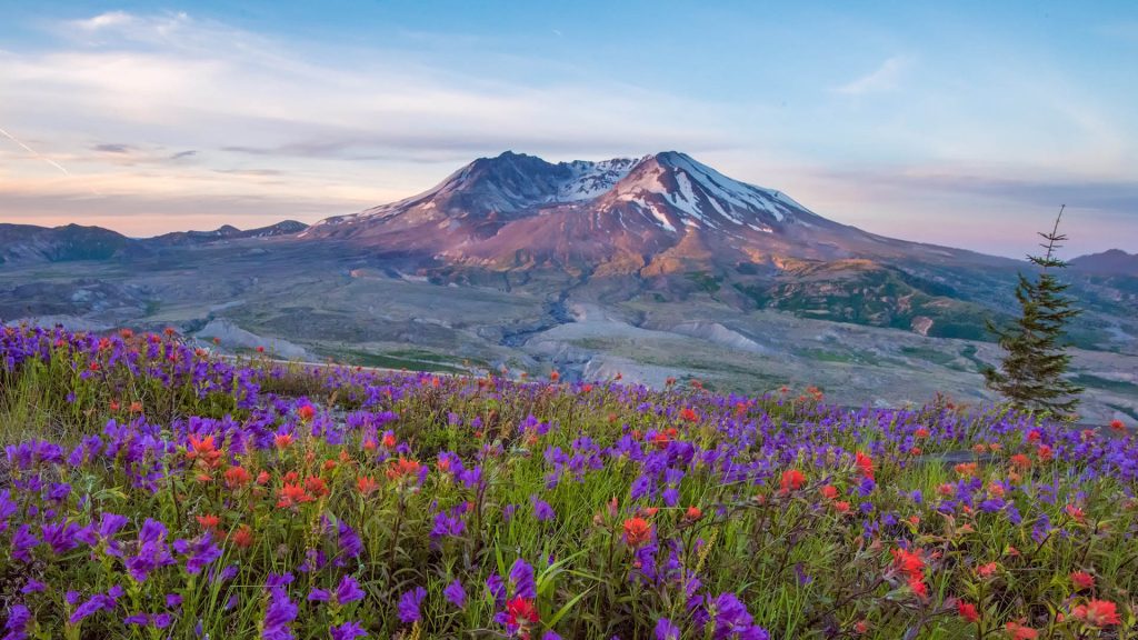 Mount Saint Helens with wildflowers at sunrise, Skamania County, Washington, USA