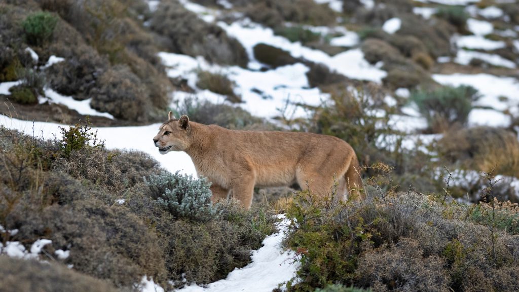 Puma walking in mountain environment, Torres del Paine National Park, Patagonia, Chile