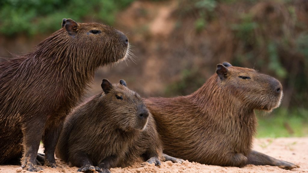 Three capybara (Hydrochaeris hydrochaeris) on riverbank, Pantanal, Mato Grosso, Brazil
