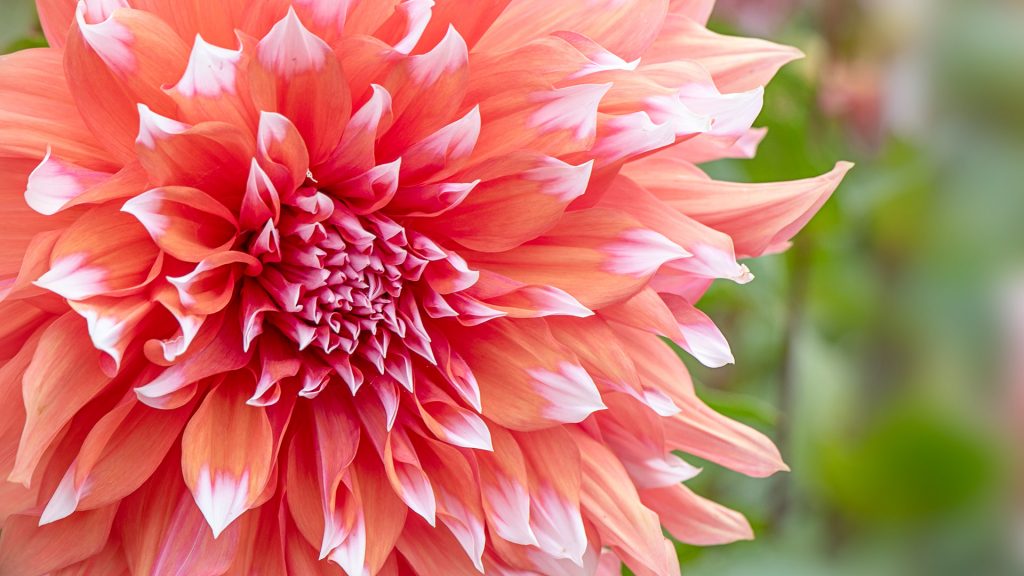 Close-up of Dahlia 'Holland Festival' flower, Sway, Lymington, Hampshire, England, UK
