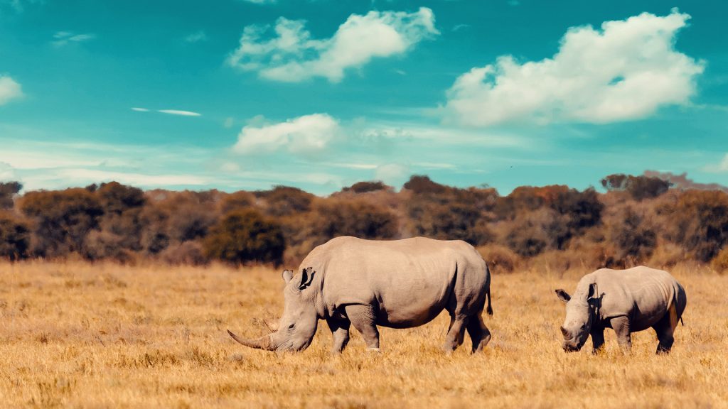 Rhino family, mother with baby of white rhinoceros, Khama Rhino Sanctuary, Botswana