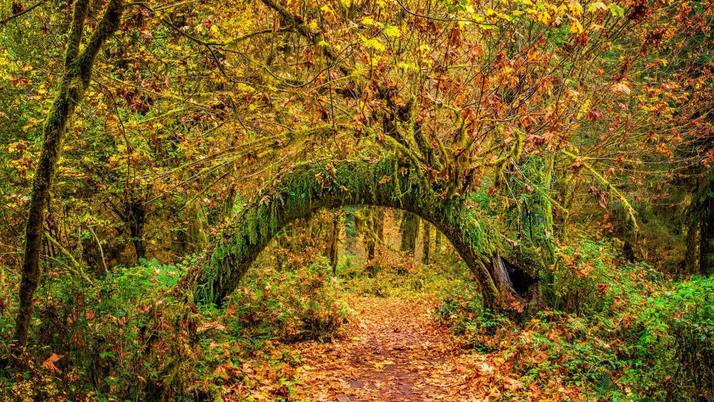 Hall of Mosses in Hoh Rainforest at Olympic National Park in autumn, Washington, USA