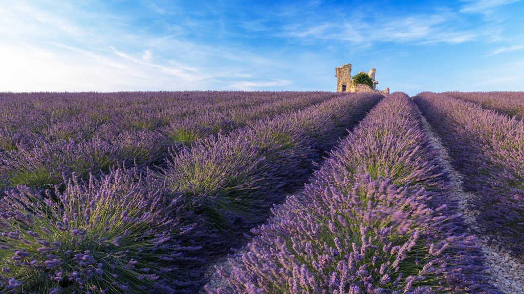 A lonely house standing in a lavender field in Valensole, Provence, France