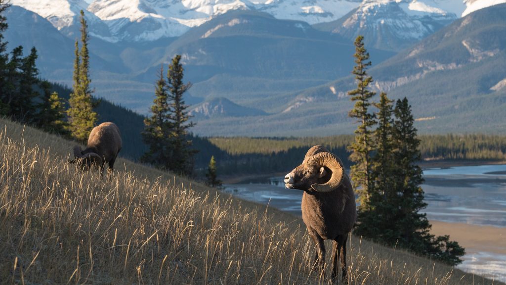 Bighorn Sheep Ram (Ovis canadensis), Jasper National Park, Alberta, Canadian Rockies, Canada