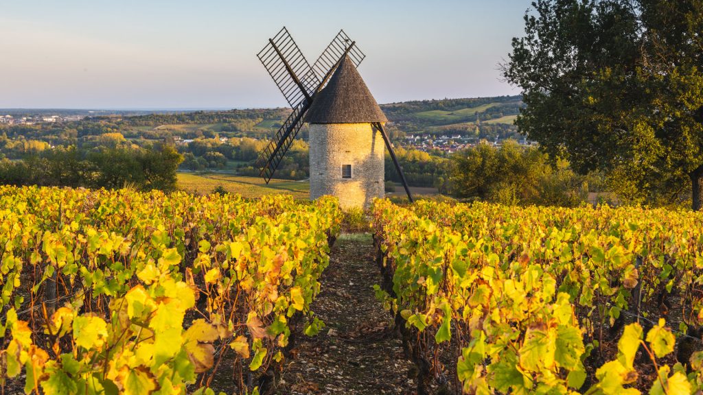 The Sorine Mill and vineyards, Santenay, Cote-d'Or, Burgundy, Bourgogne-Franche-Comté, France