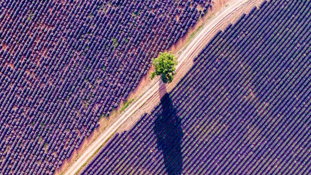 Aerial drone view of tree at lavender field in summer, Provence, France 