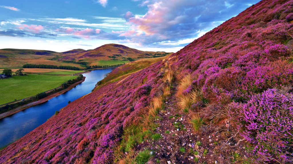 Landscape with a footpath and violet heather flowers, Pentland hills, Edinburgh, Scotland, UK