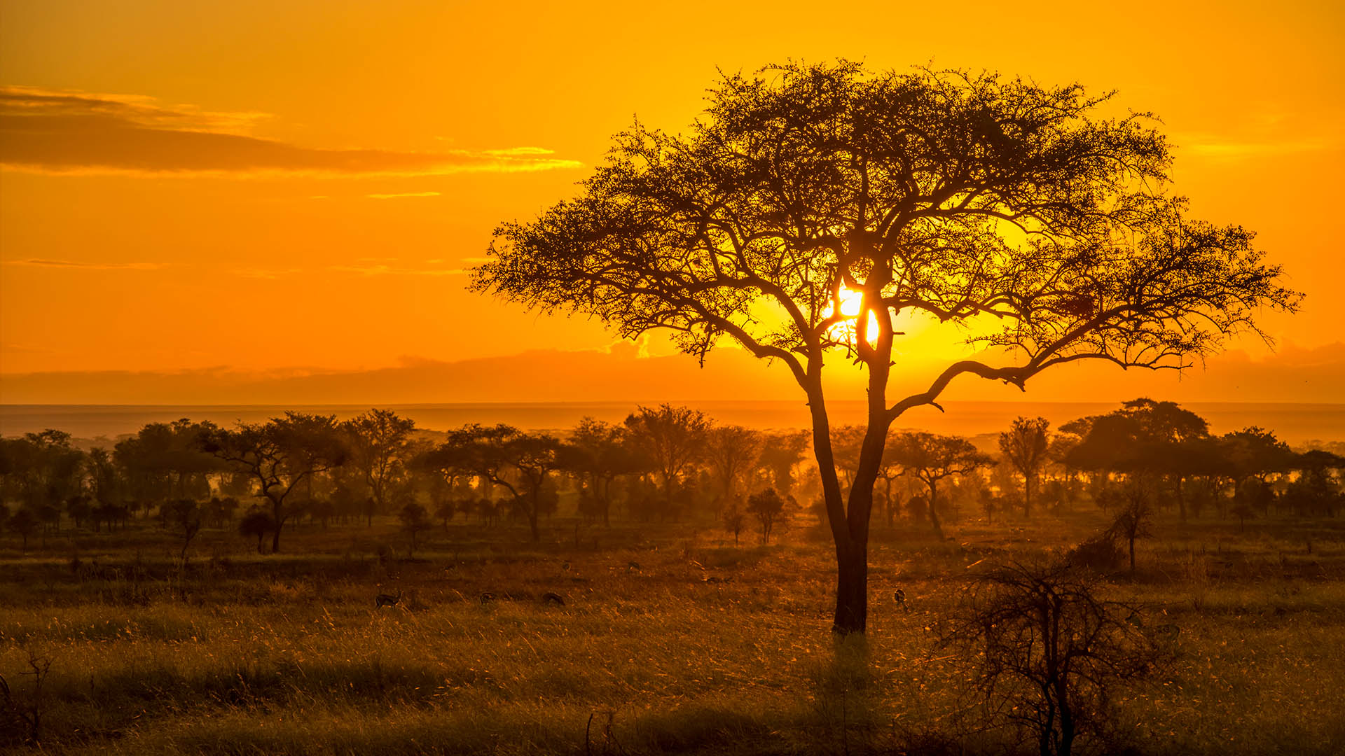 Golden sunset over the savanna in Serengeti National Park, Tanzania ...