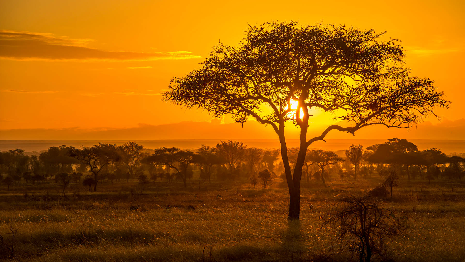 Golden Sunset Over The Savanna In Serengeti National Park Tanzania 
