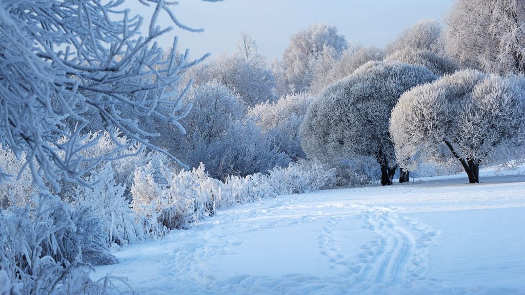 Winter landscape with willows and plants covered with hoarfrost