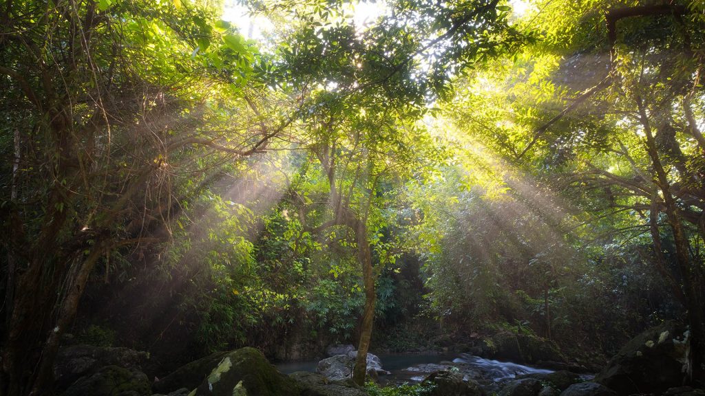 Tropical forest scene in morning with sun beam, Nakhon Nayok, Thailand