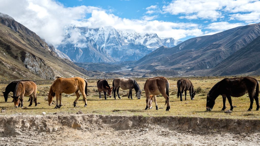 Horses and mules grazing in Chozo, Lunana Gewog, Gasa District, Snowman Trek, Bhutan