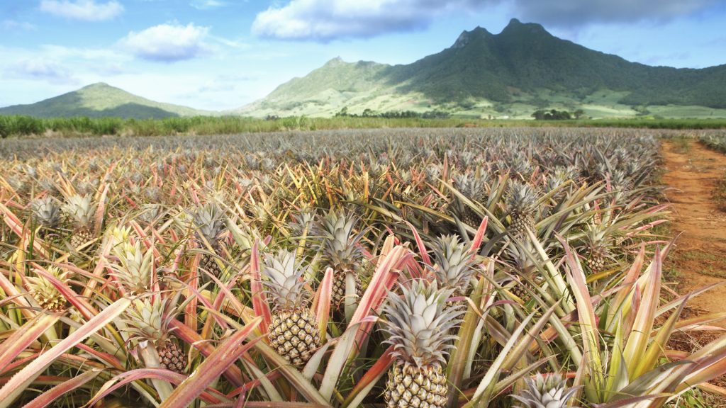 Pineapple field in Mauritius