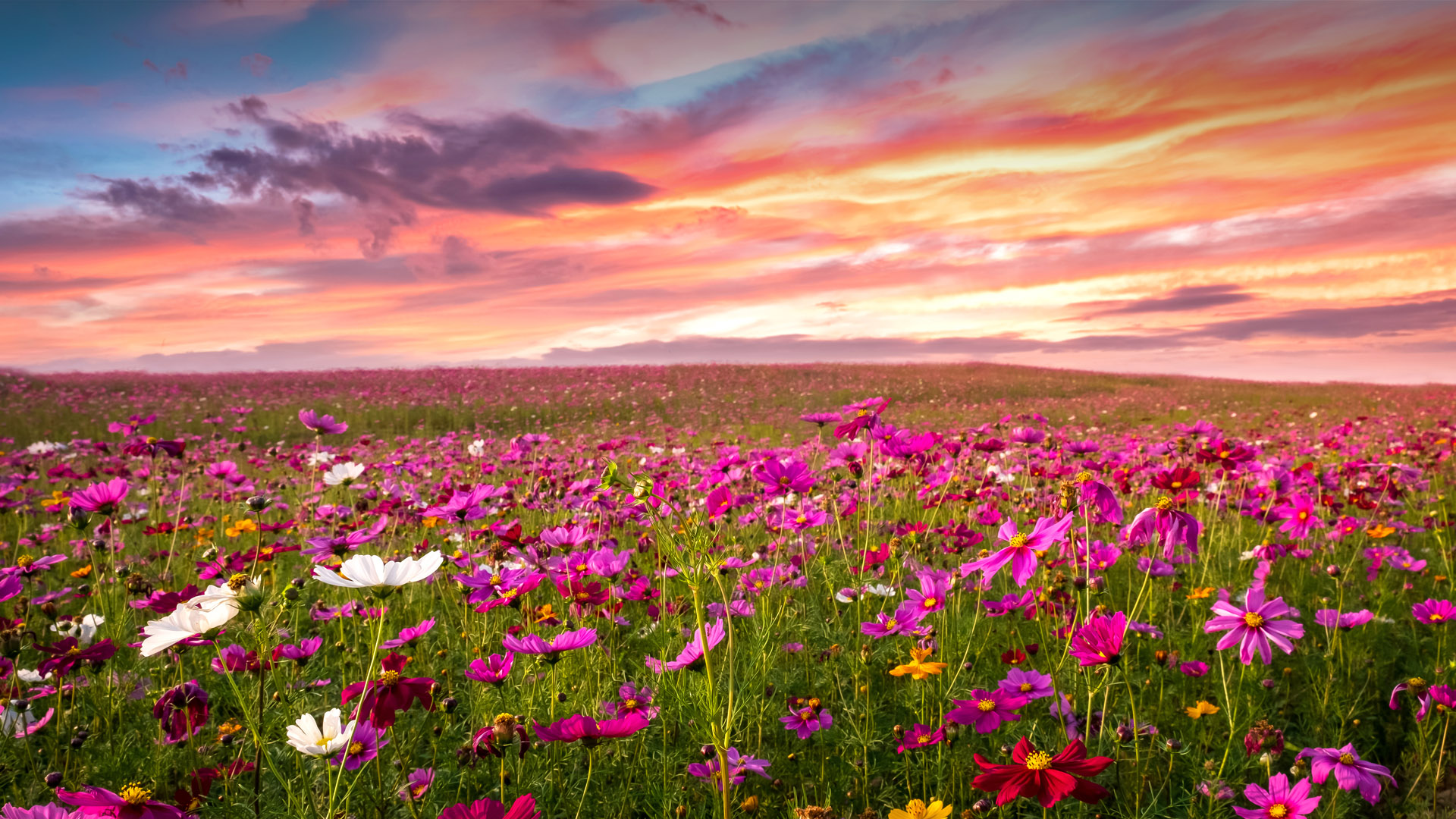 Cosmos flower field landscape at sunset