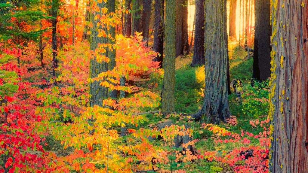 The sun breaks through the fall color filled forest, Yosemite National Park, California, USA