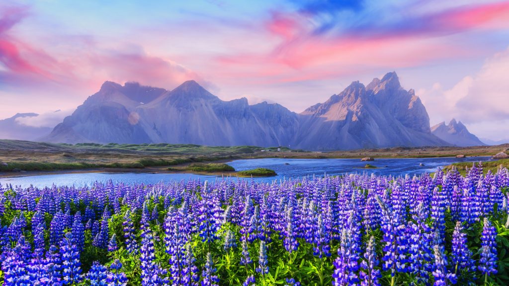 Famous grass hills with lupines near Stokksnes mountains at sunset, Iceland