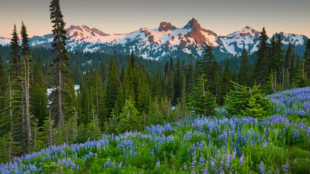 Paradise Area at Mount Rainier National Park, Washington State, USA