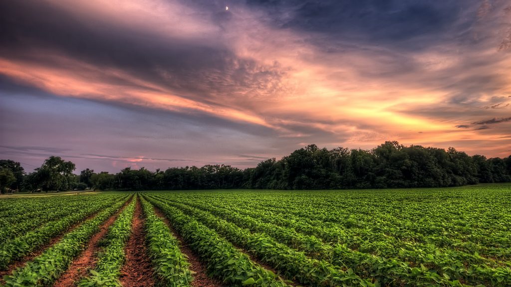 A dramatic sunset sky over a soybean farm field, Murfreesboro, Tennessee, USA