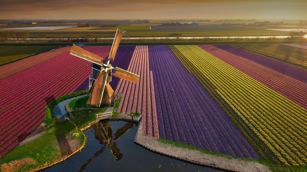 Aerial view of tulips blooming fields with windmill at sunrise, North Holland, Netherlands