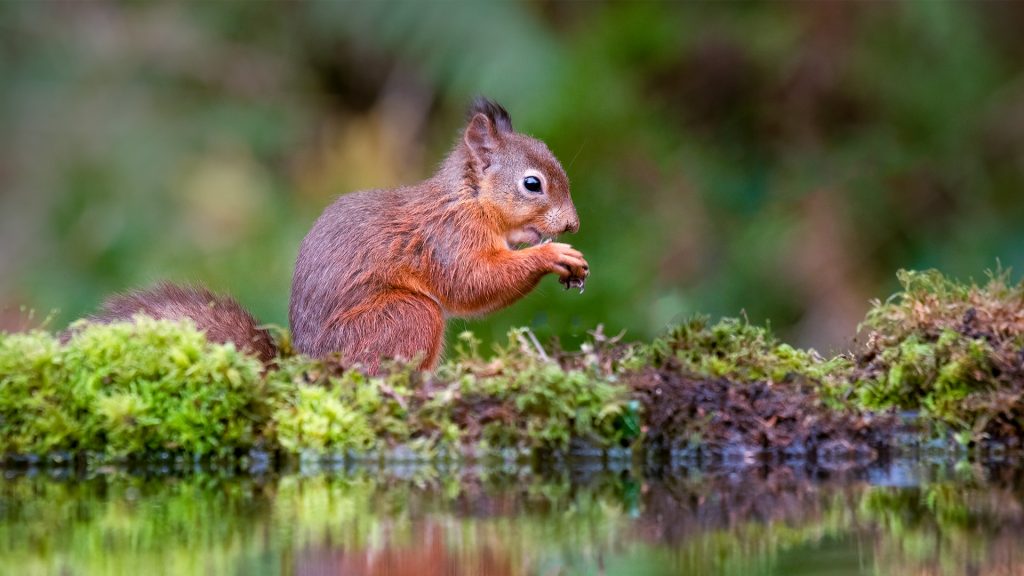 A red squirrel feeding by a pool, Dumfries and Galloway, Scotland, UK