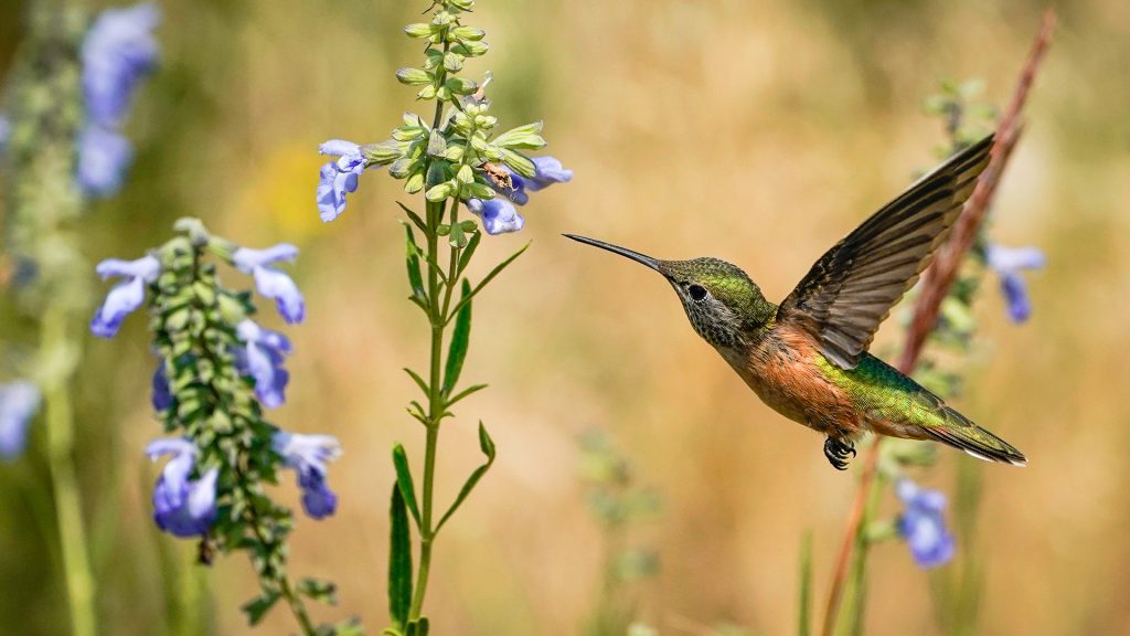 Broad-tailed hummingbird (Selasphorus platycercus) in flight, Colorado, USA
