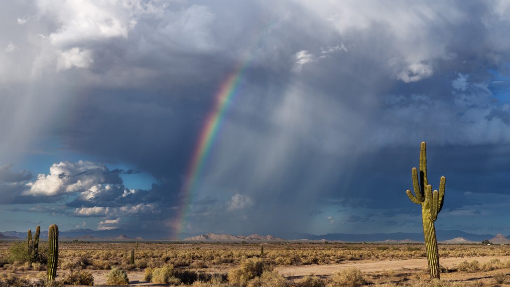 Storm rain with rainbow over desert landscape with Saguaro cactus, Arizona, USA