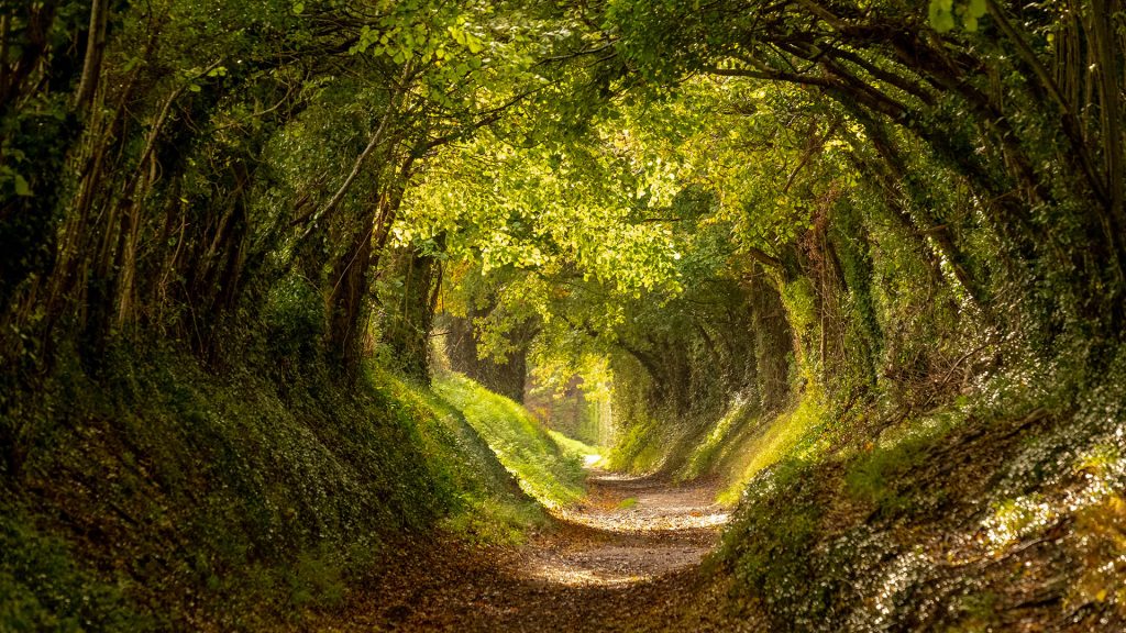 Halnaker tree tunnel with sunlight shining in, West Sussex, England, UK