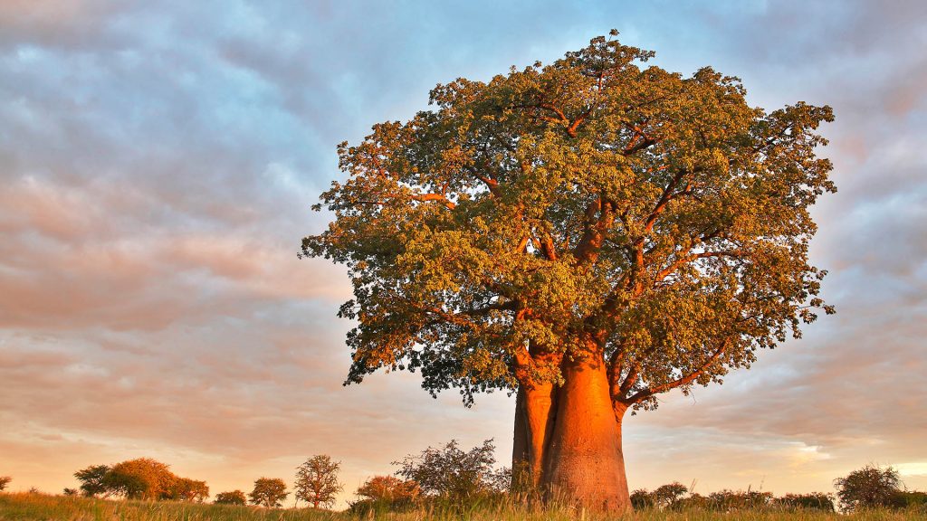 A baobab tree (Adansonia digitata) under cloudy sky during the wet season, Kalahari, Botswana