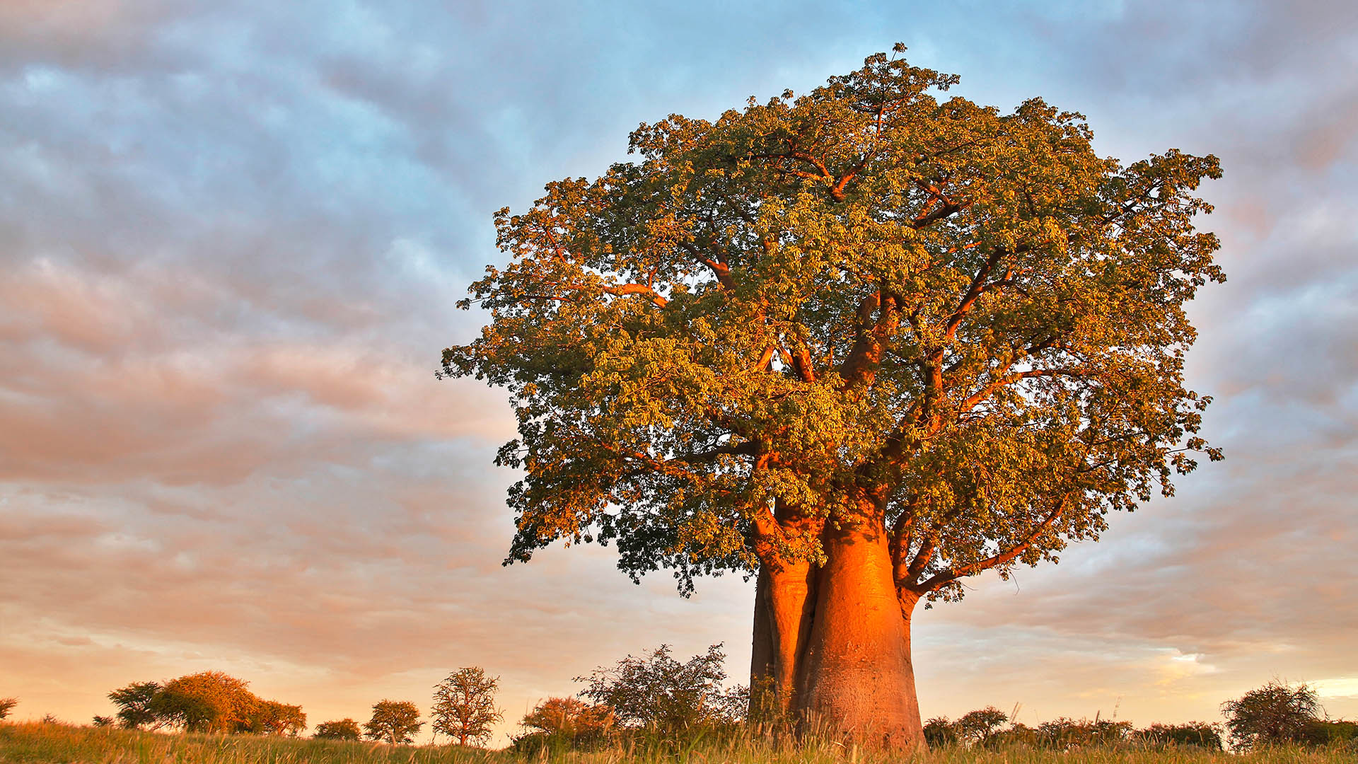 A Baobab Tree Adansonia Digitata Under Cloudy Sky During The Wet 