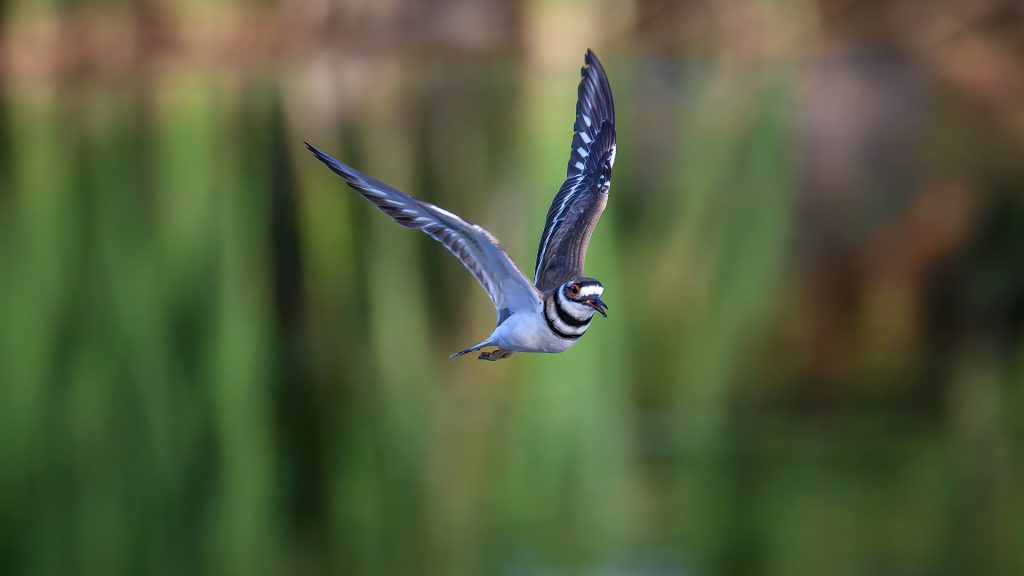A Killdeer in flight above the pond at the Venice Area Audubon Rookery, Venice, Florida, USA
