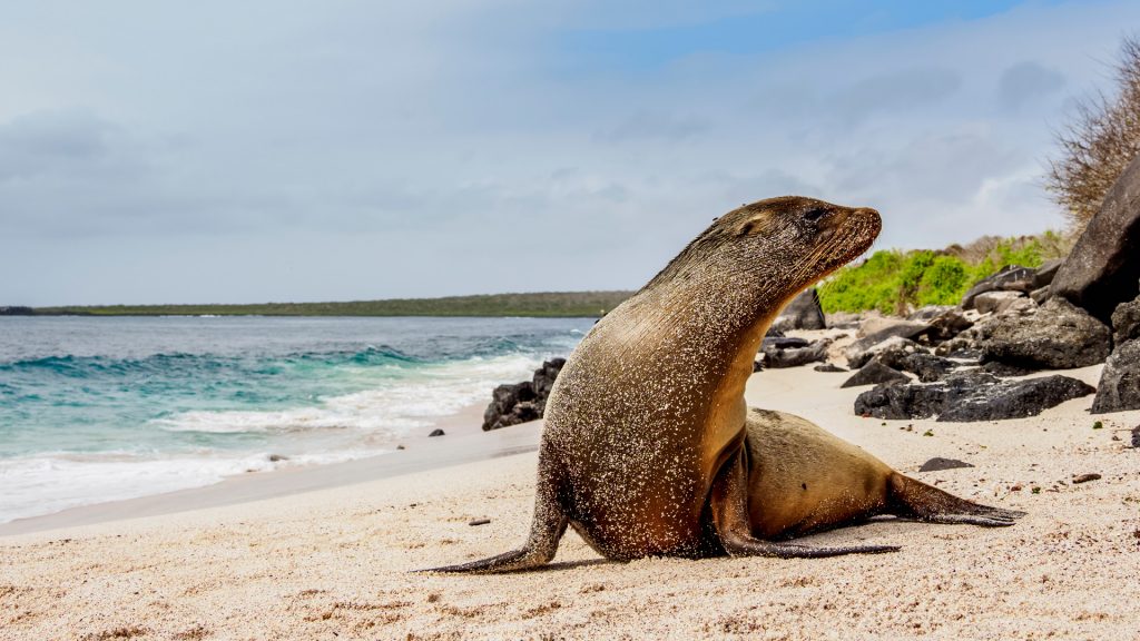 Galápagos Sea Lion (Zalophus wollebaeki) on a Punta Suarez beach, Hispaniola Island, Ecuador