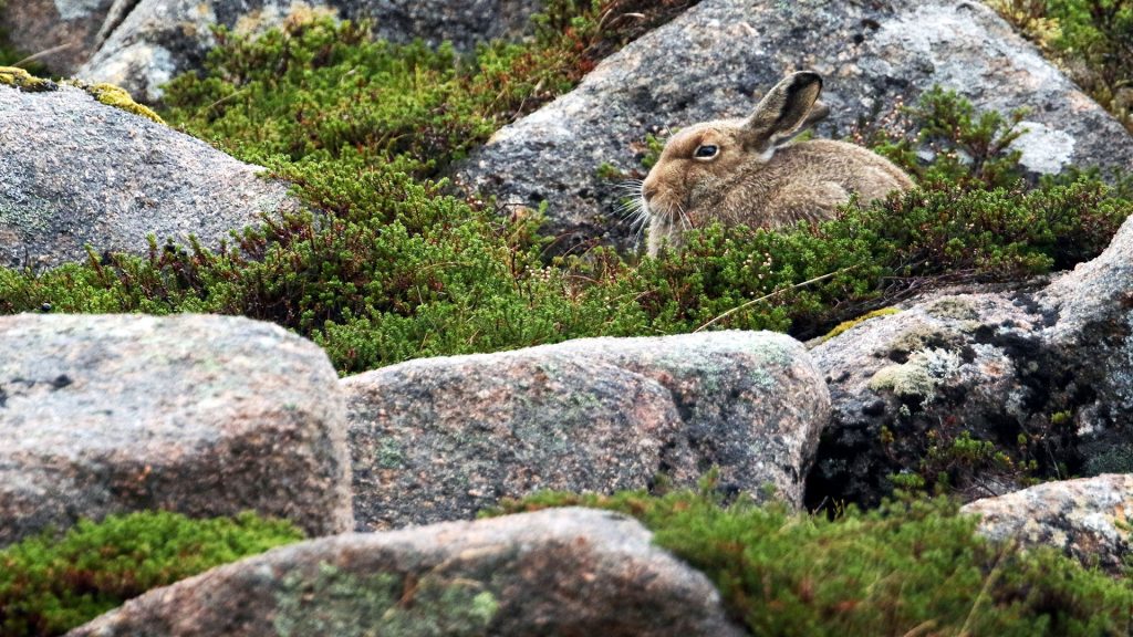 A mountain hare (Lepus timidus) taking shelter in the mountains of highlands of Scotland, UK