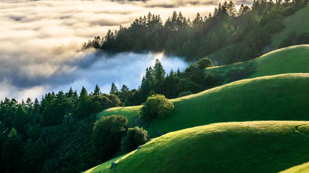 Rolling green hills of Mount Tamalpais State Park at sunset, Marin County, California, USA
