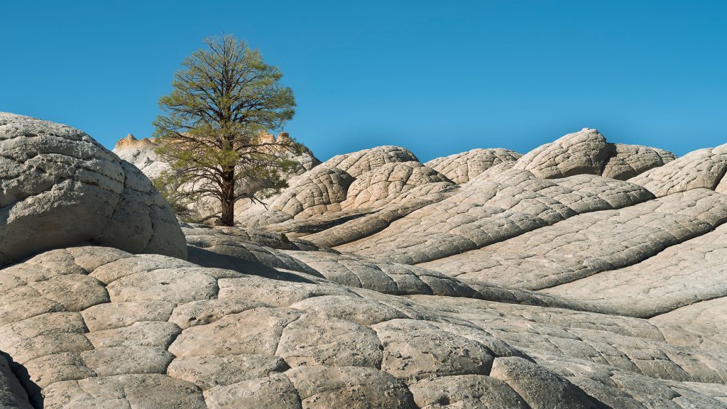 Lone survivor tree, White Pocket, Vermillion Cliffs National Monument, Arizona, USA