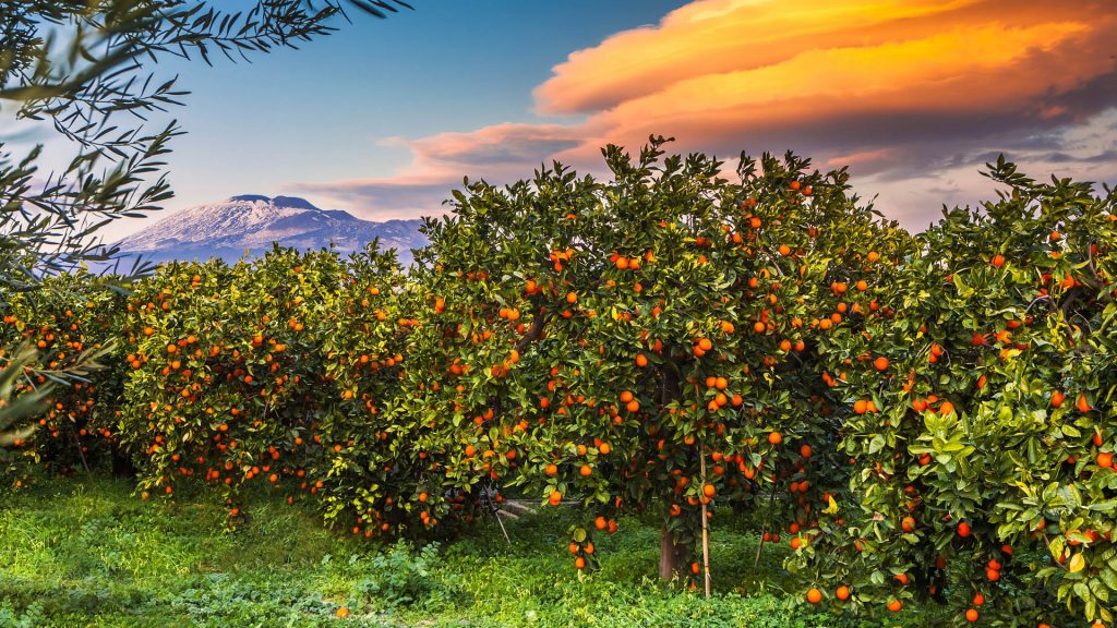 Orange groves, area of Ponte Barca near Paterno, Paterno, Catania district, Sicily, Italy
