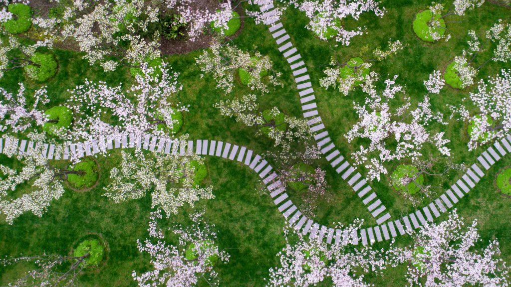 Aerial top view of cherry blossom sakura in the Shanghai Botanical Garden, China