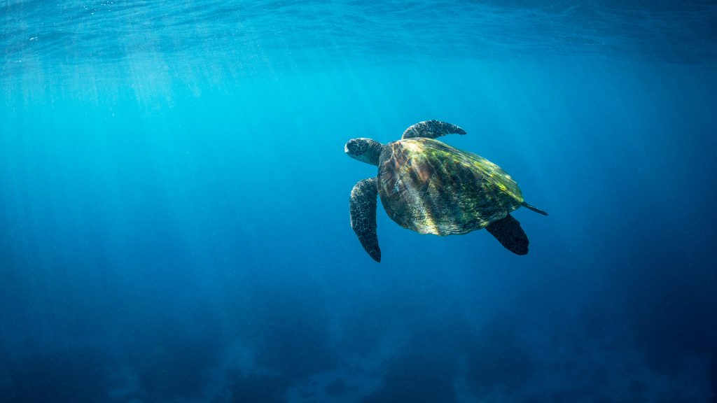 A large green sea turtle ascends the crystal clear waters of the Southern Great Barrier Reef
