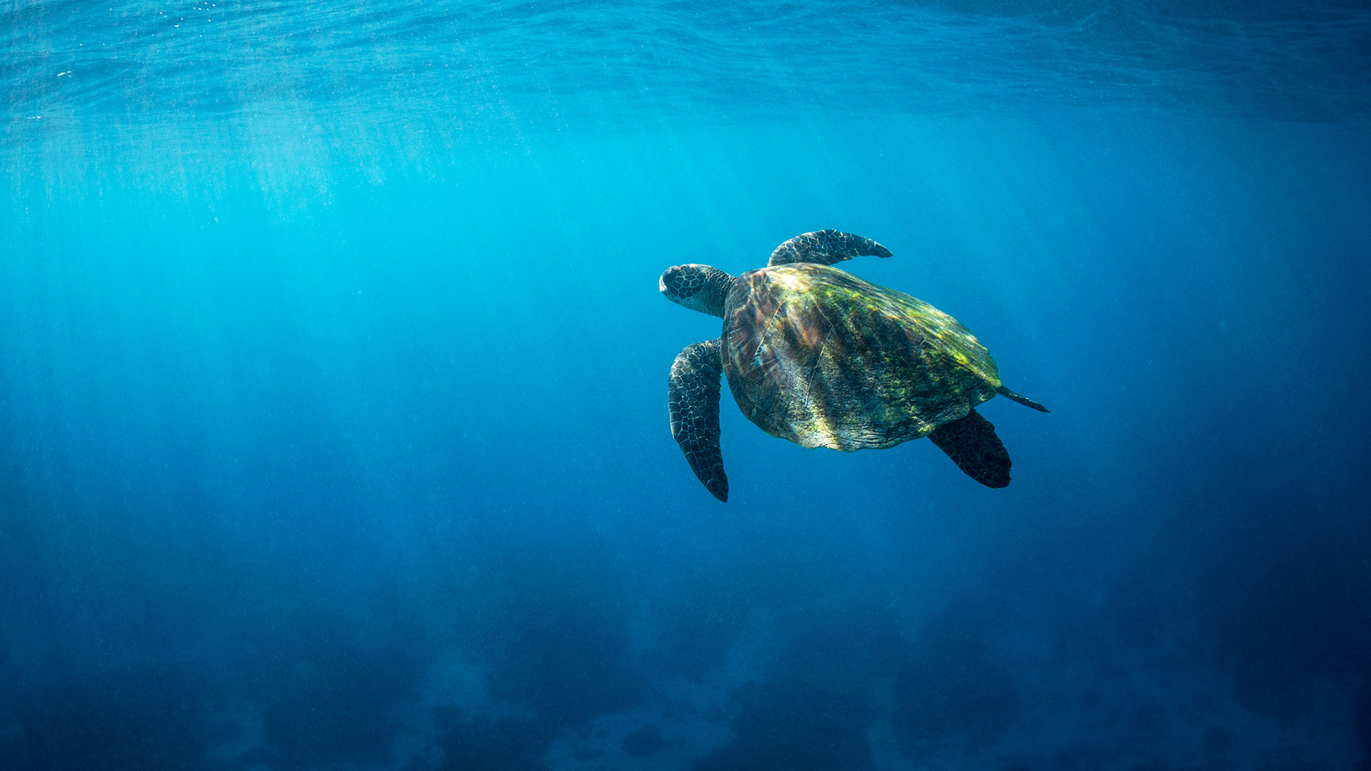 A Large Green Sea Turtle Ascends The Crystal Clear Waters Of The 