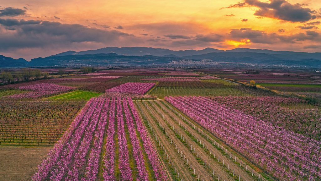 Orchard of bloomed peach trees at sunset in spring in the plain of Veria in northern Greece