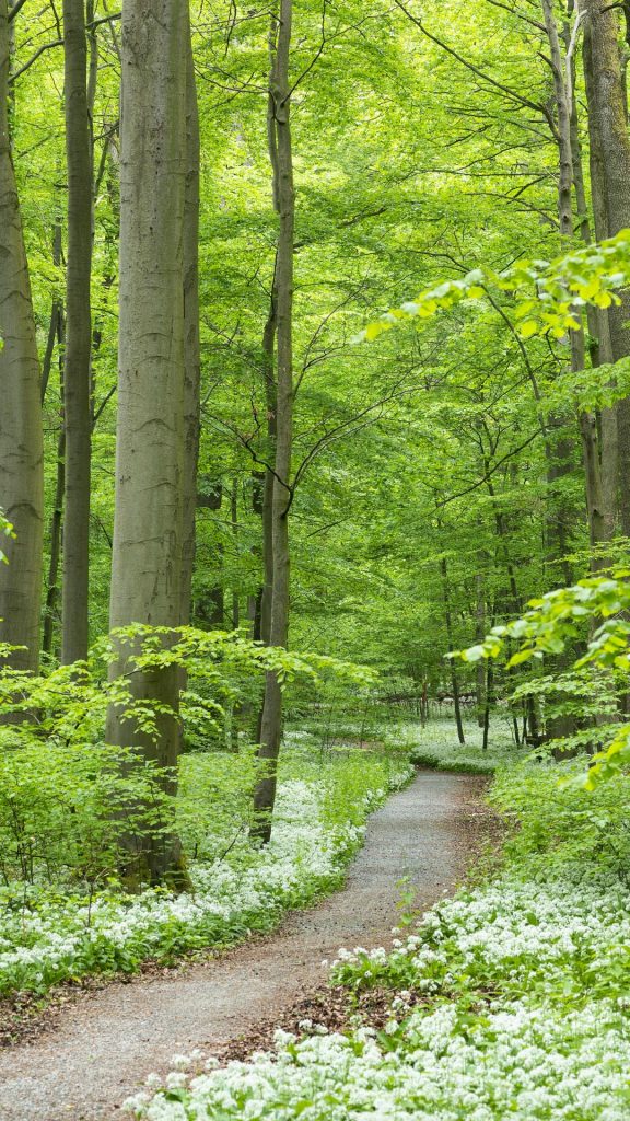 Path Through Forest With Blooming Wild Garlic Hainich National Park