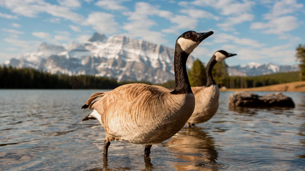 Canada Geese walk through shallows of mountain lake