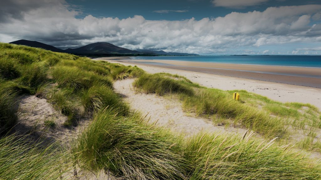 Beach scene with dune grass near Tralee Bay, Kerry, Ireland