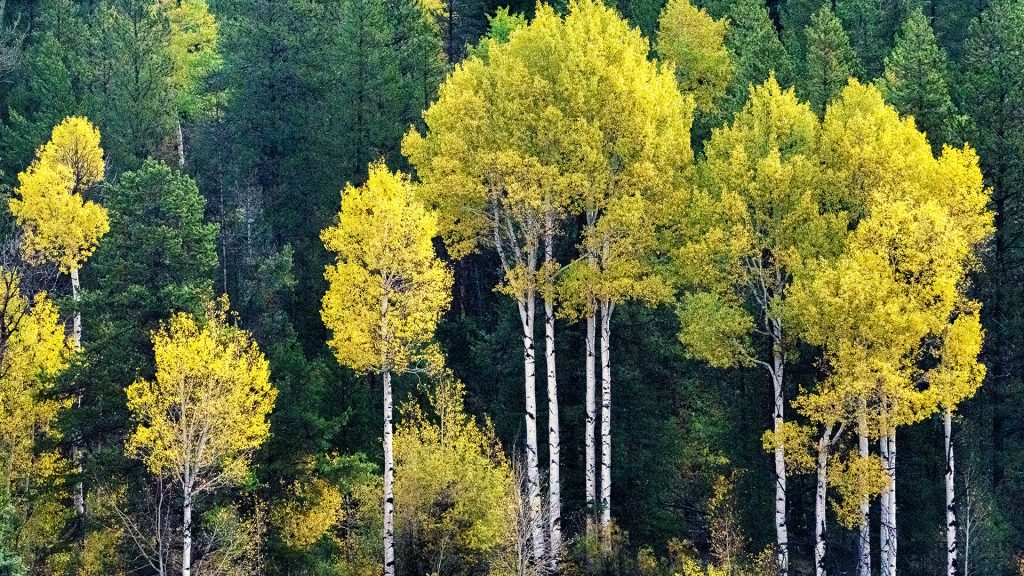 Aspens in fall color amongst pine trees, Grand Teton National Park, Wyoming, USA