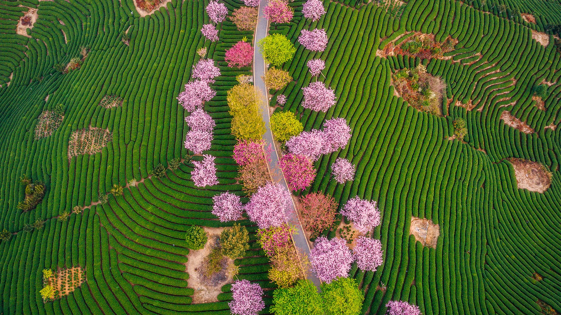 Tea Garden With Blooming Cherry Trees On During Sunrise Yongfu 