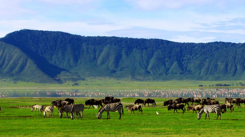 Wildebeests in the Ngorongoro Crater conservation area, Tanzania