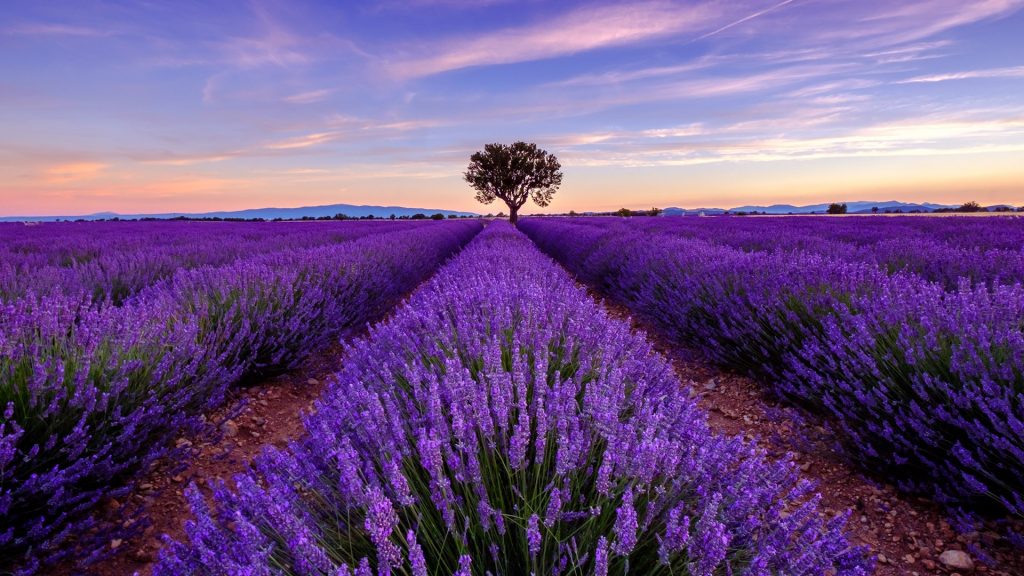 Tree in lavender field at sunrise, Plateau De Valensole, Provence-Alpes-Côte d'Azur, France