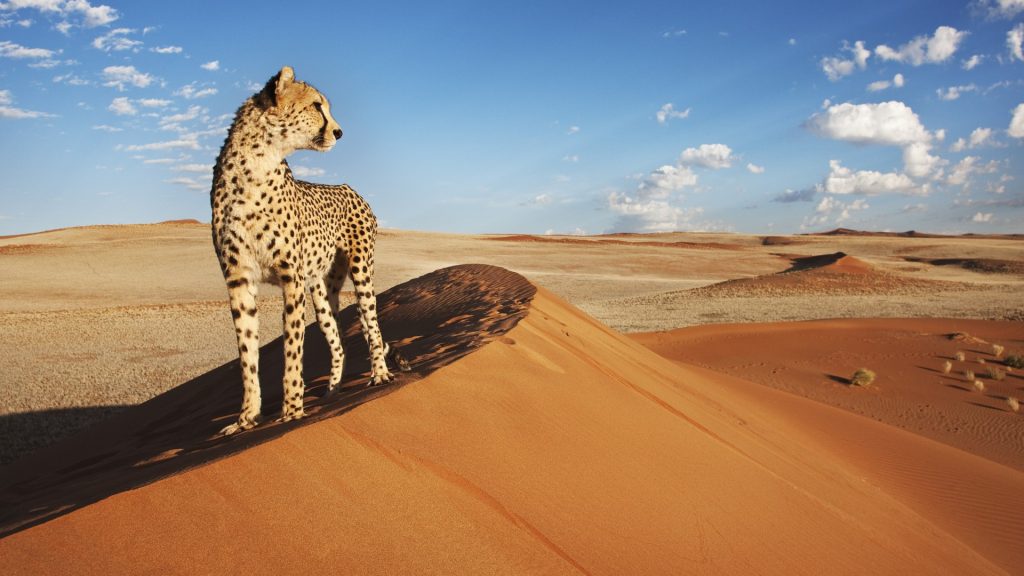 Cheetah (Acinonyx jubatus) on dune with desert landscape, Namibia