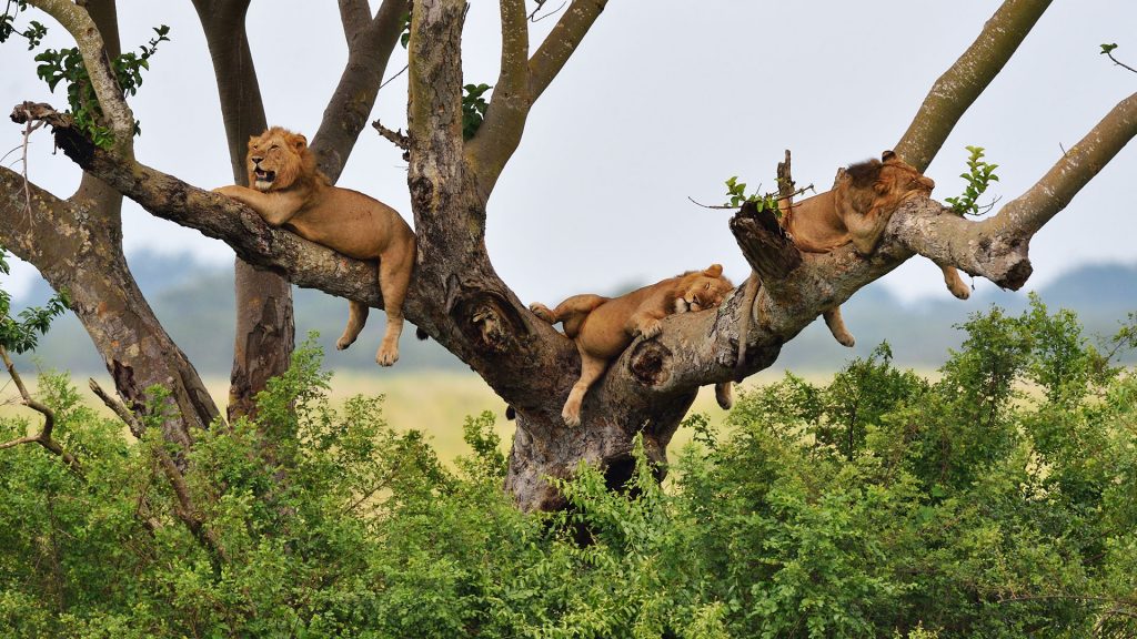 Tree climbing lions in Queen Elizabeth National Park, Uganda